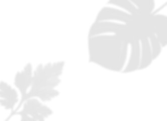 Elegant Vine and Leaf Shadow Overlay