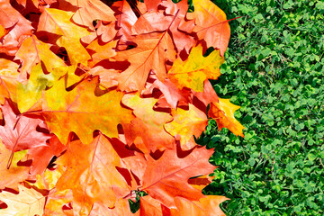 Autumn leaves fall on green grass. Bright maple foliage signals the end of summer. Seasonal leaves in September and October.