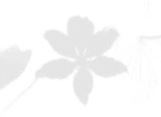 Elegant Vine and Leaf Shadow Overlay