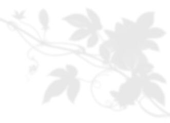 Elegant Vine and Leaf Shadow Overlay