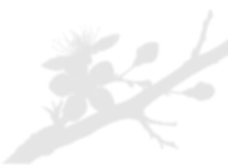 Soft Floral Branch Shadow Overlay
