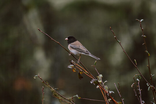 Dark eyed junco on branch