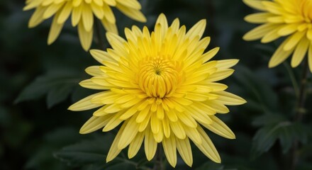 Close up of a bright yellow chrysanthemum flower with dark green leaves