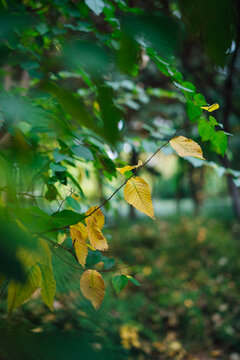 A yellow leaf protrudes from the green tree