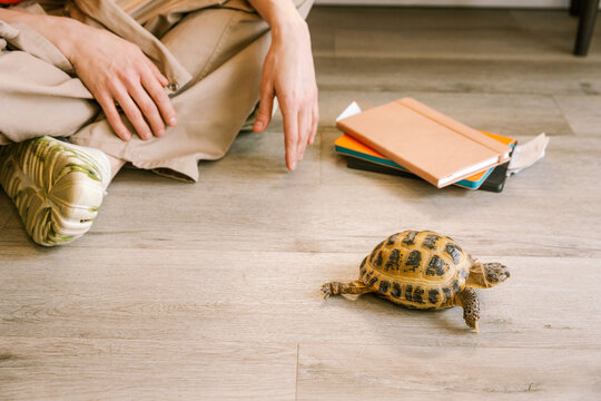 Person interacts with a tortoise indoors