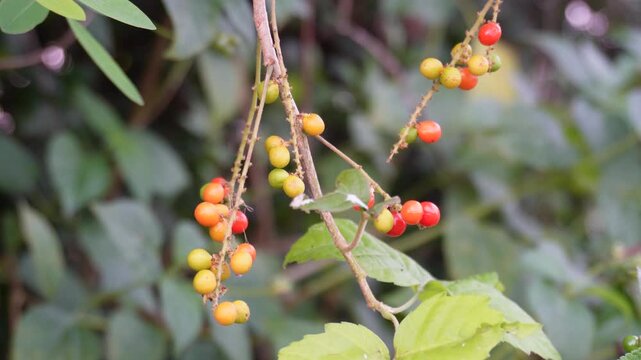 berries of Celastrus paniculatus