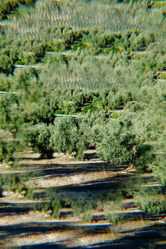 a kaleidoscopic image of olive trees in Malaga, Spain
