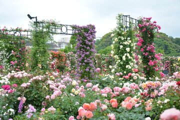 美しいバラ園