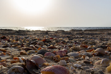 Seashell-covered beach and dark turquoise ocean under a pale gray sky with a small white wave breaking on the shoreline