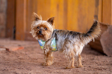 dogs going for a walk in the park or forest in nature 