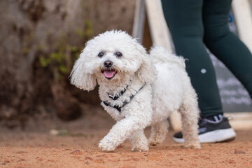 dogs going for a walk in the park or forest in nature 