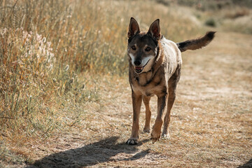 dogs going for a walk in the park or forest in nature 
