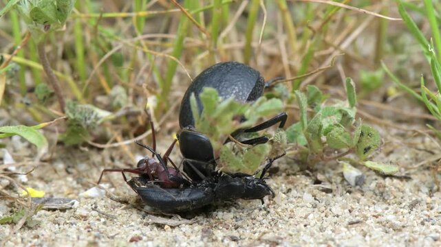 Darkling beetle (Pimelia sp.) and desert ant (Cataglyphis nodus) feeding on dead beetle &ndash; Pinios Delta, Greece