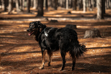 dogs going for a walk in the park or forest in nature 