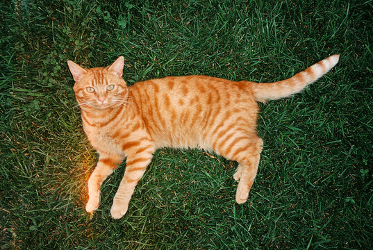 Orange tabby cat lying on green grass in backyard