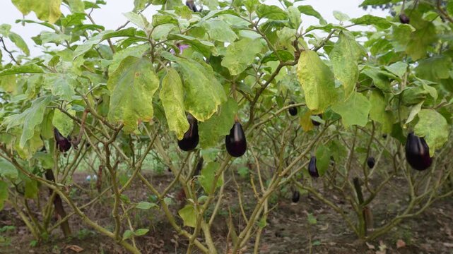 eggplant also known aubergine or brinjal plant with several fruits growing on it