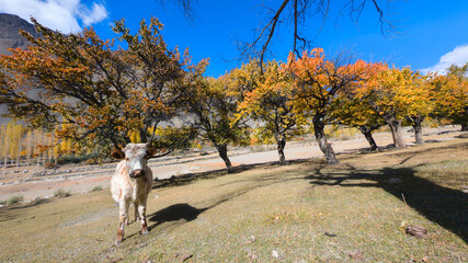 Fototapeta premium Domesticated cow standing on a hill with a backdrop of colorful autumn trees and a clear blue sky. The low-angle shot emphasizes the animal's presence in the landscape.
