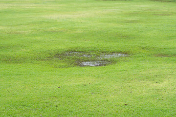 Grass Died becauseYard Drainage Problems and Waterlogged Lawns.