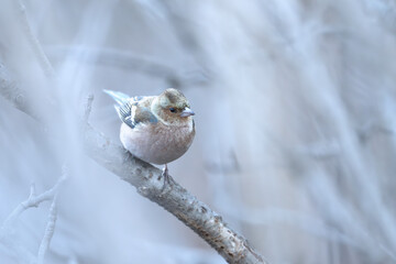 Chaffinch (Fringilla coelebs) perched quietly, highlighting its markings and natural behavior.