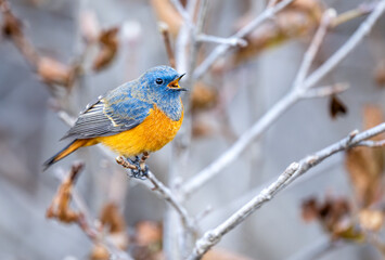 Autumn morning: The Blue-fronted Redstart calls out from a tree. The scene balances the bird's blue head with the surrounding red, orange, and yellow foliage.
