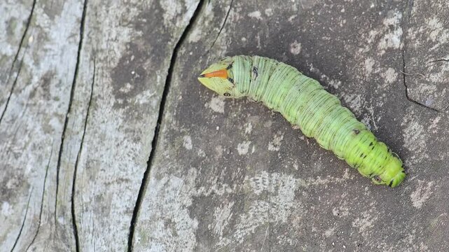 Above the caterpillar of Convolvulus Hawk-moth, the video (Agrius convolvuli)