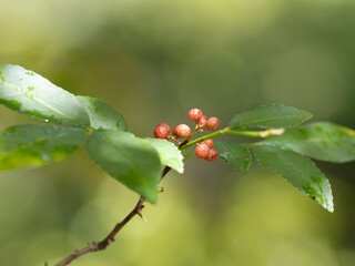 フユザンショウの赤い実