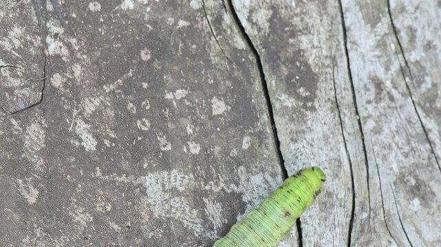 Above the caterpillar of Convolvulus Hawk-moth, the video (Agrius convolvuli)