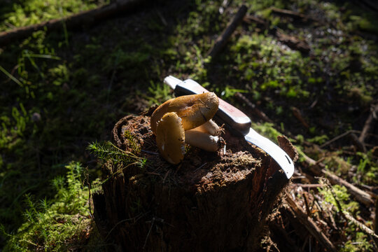 Mushrooms on a tree stump in a forest during daylight