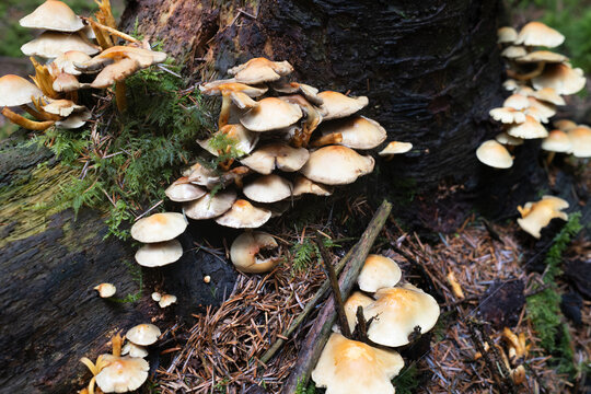 Mushrooms growing on a tree stump in a forest setting