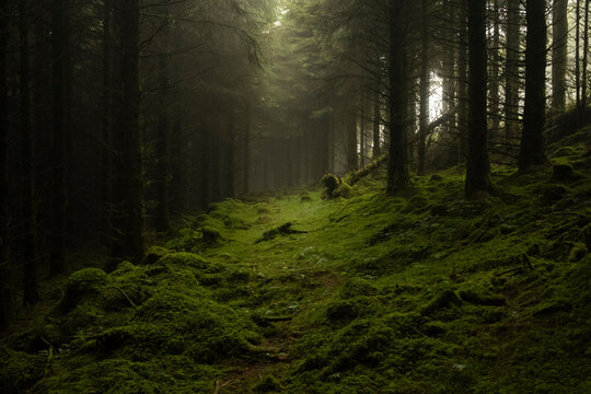 Mysterious forest trail illuminated by soft light in the morning