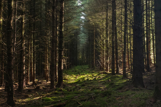 Light filtering through trees in a peaceful forest scene