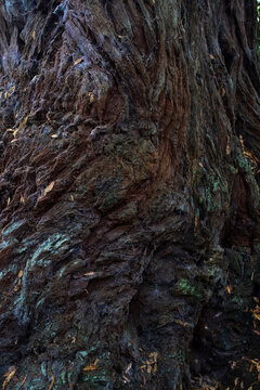 Majestic tree bark shows textures and colors in a forest setting