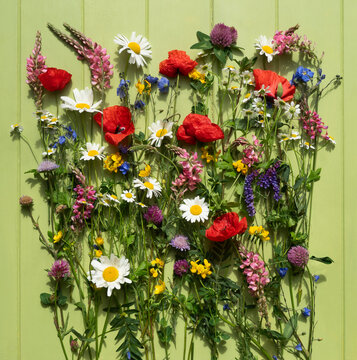 Polish meadow flowers