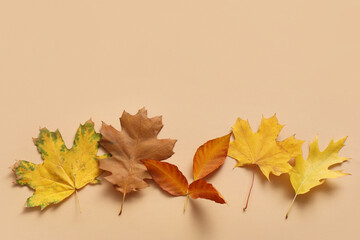 Composition with beautiful autumn leaves on beige background, closeup