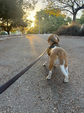 Beagle Enjoys a Sunset Walk on a Quiet Park Path