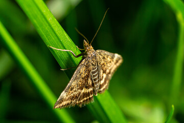Loxostege sticticalis beet webworm moth resting on green grass during a sunny day