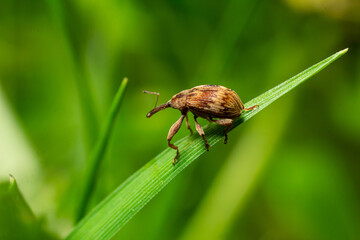 Close-up of a brown weevil on a green leaf in a lush garden environment during daylight