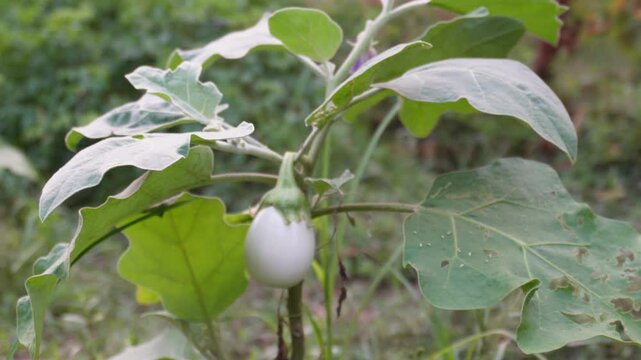 white Thai eggplant or white brinjal growing on a plant