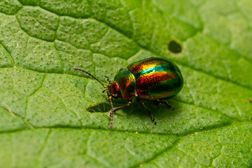 Brightly colored Chrysolina menthastri green mint beetle resting on a green leaf under natural sunlight in a garden setting