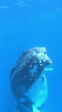 Observe a majestic Humpback Whale gracefully rising towards the surface of the warm ocean. The marine mammal is seen in its natural habitat with beautiful blue waters.