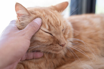 可愛い猫を撫でる飼い主　茶トラ猫	