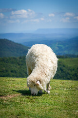 Fototapeta premium the sheep in the nature 