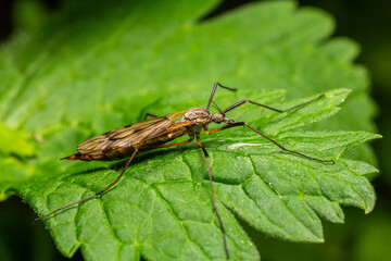 Obraz premium Common crane fly resting on a green leaf in a natural habitat during daylight hours