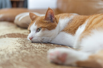  気になって見つめる猫の視線　茶トラ白