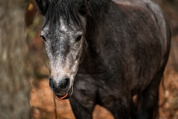 Fototapeta premium Artistic close-up of a dark horse pony head and mane backlit by intense sunlight, with soft lens flare and a dreamy, overexposed sky creating a peaceful and ethereal atmosphere