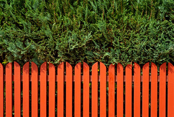 Nature background with coniferous shrub above wooden fence