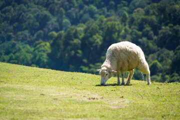 Fototapeta premium the sheep in the nature 