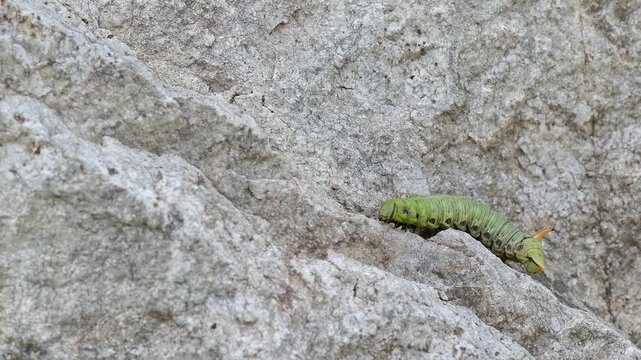 The caterpillar of Convolvulus Hawk-moth (Agrius convolvuli)	
