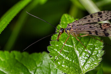 Common scorpionfly resting on a green leaf in a natural environment showcasing its unique features and delicate wings