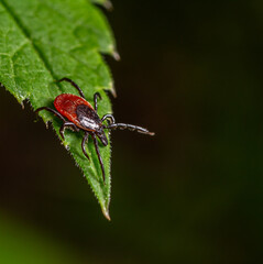Close-up of a tick on a green leaf under natural light in an outdoor setting during warm weather